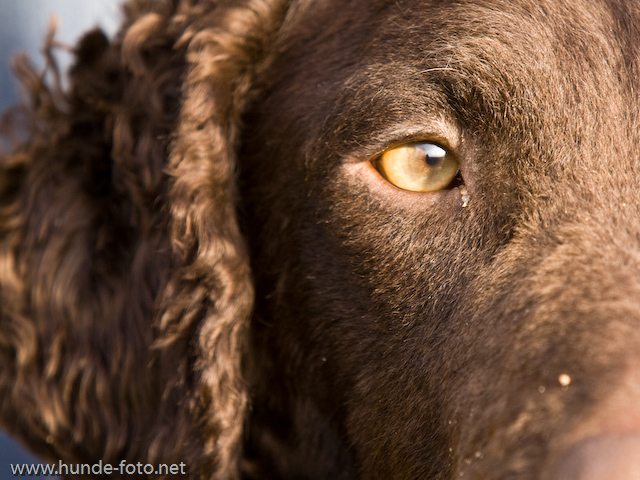 hunde-foto.net